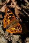 Apatura ilia