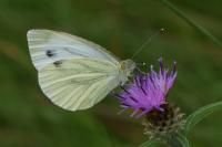 Pieris napi