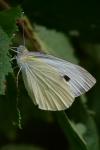Pieris brassicae