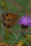Pyronia tithonus