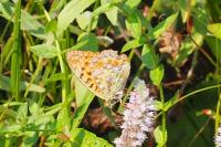 Fabriciana