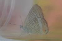 Lampides boeticus