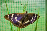 Apatura ilia