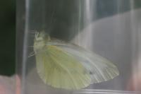 Pieris napi