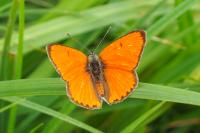 Lycaena dispar
