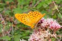 Argynnis paphia