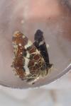 Araschnia levana