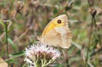 Maniola jurtina