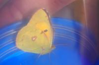 Colias crocea