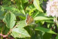 Lycaena tityrus