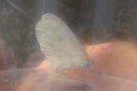 Leptidea sinapis / Leptidea reali
