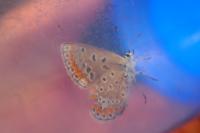 Polyommatus icarus