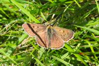 Lycaena tityrus