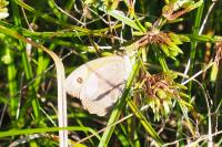 Maniola jurtina