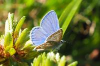 Polyommatus icarus