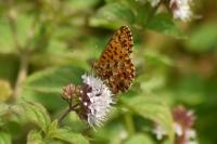 Boloria dia