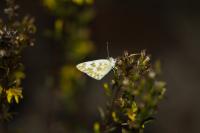 Pontia daplidice