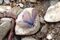 Lampides boeticus
