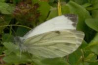 Pieris napi