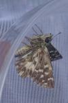 Pyrgus malvoides