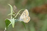 Polyommatus icarus