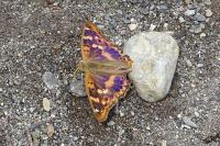 Apatura ilia
