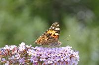 Vanessa cardui