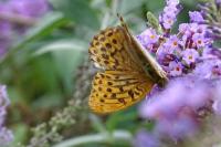 Argynnis paphia