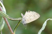Leptotes pirithous