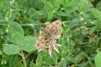 Carcharodus alceae