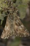 Muschampia baeticus