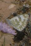 Pontia daplidice
