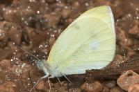 Pieris rapae