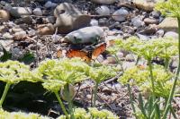 Danaus chrysippus