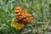 Polygonia c-album