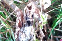 Euphydryas aurinia aurinia