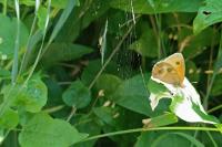 Pyronia tithonus