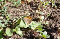 Lycaena phlaeas