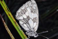 Melanargia galathea