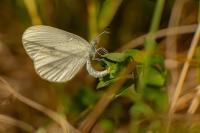 Leptidea sinapis
