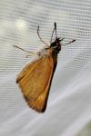 Thymelicus acteon