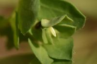 Leptidea sinapis