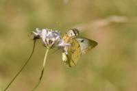 Colias alfacariensis