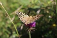 Argynnis pandora