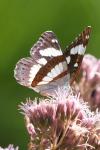 Limenitis reducta