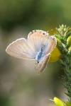 Lampides boeticus