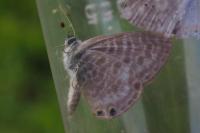 Leptotes pirithous