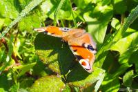 Aglais io