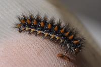 Melitaea