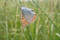 Lycaena dispar